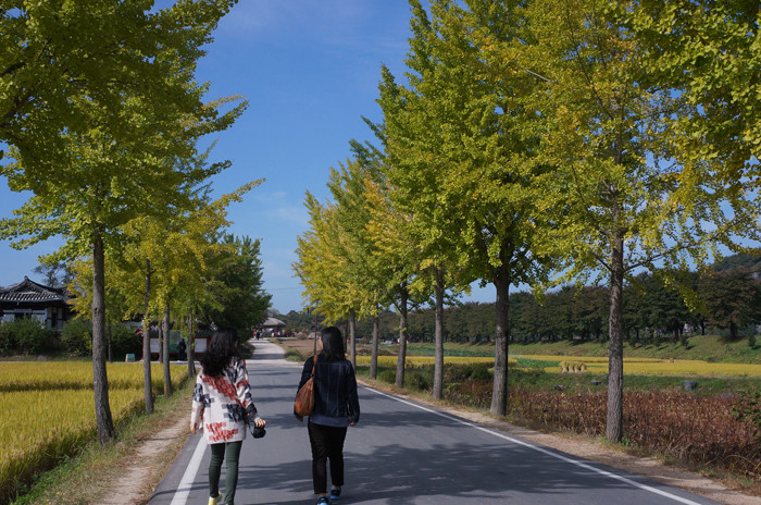 Hàn Quốc đã vào thu, màu vàng xuất hiện trên khắp đất nước. Hàn Quốc đã vào thu, màu vàng xuất hiện trên khắp đất nước