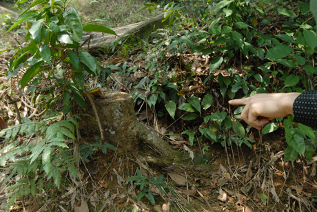 Nhiều gốc cây bị chặt phá