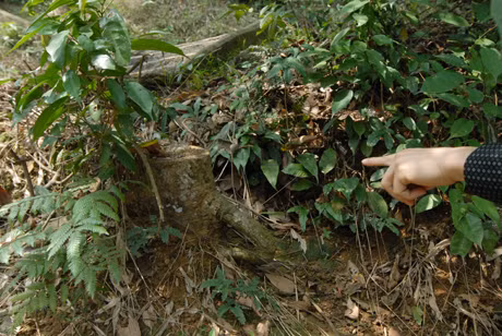 Nhiều gốc cây bị chặt phá