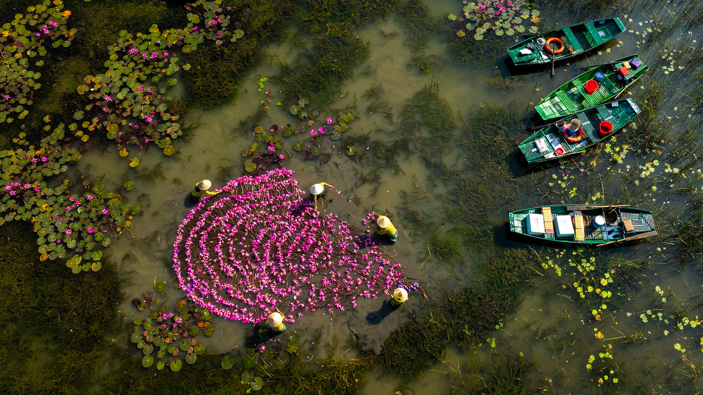 Cánh đồng hoa súng nhìn từ trên cao.
