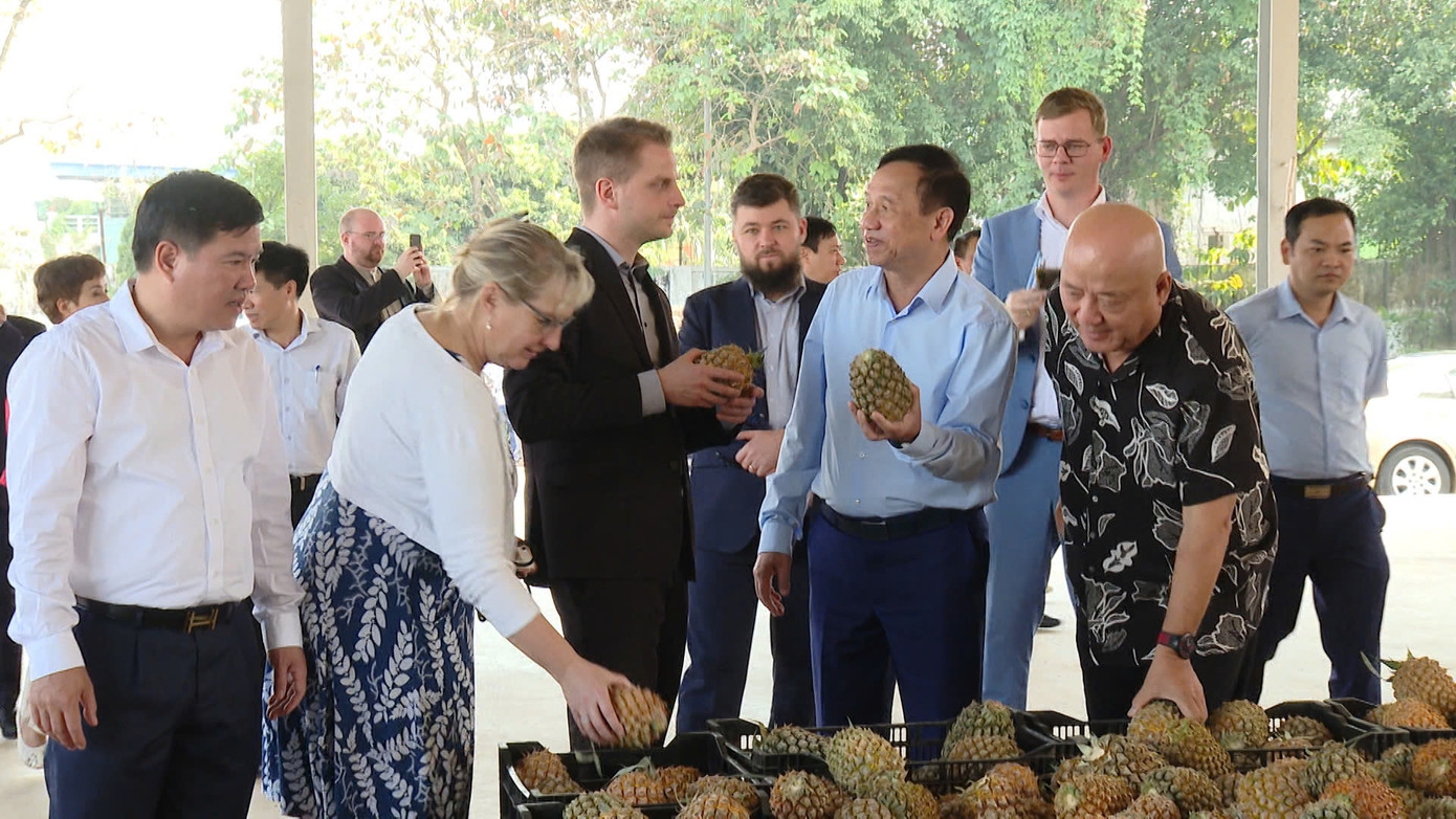 Sản phẩm dứa tại Nông trường Đồng Giao, Tam Điệp, Ninh Bình. Ảnh: N.L. Sản phẩm dứa tại Nông trường Đồng Giao, Tam Điệp, Ninh Bình. Ảnh: N.L.