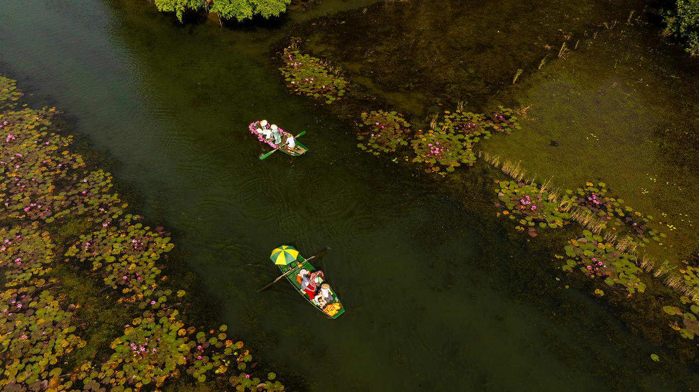 Những chiếc thuyền lướt sóng trên cánh đồng hoa súng. Ảnh: Tường Huy.