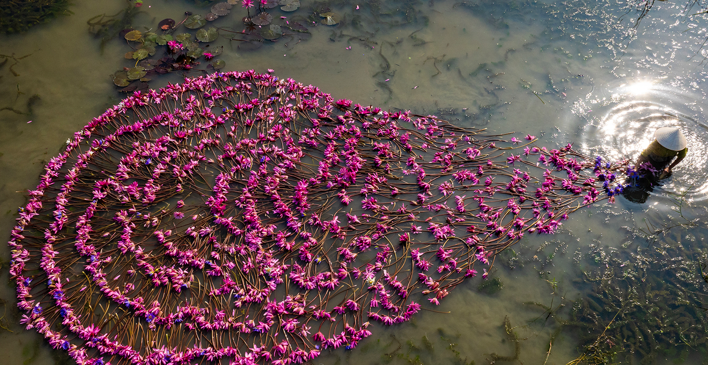 Hình ảnh hoa súng tại Tam Cốc - Tràng An. Ảnh: Tường Huy.