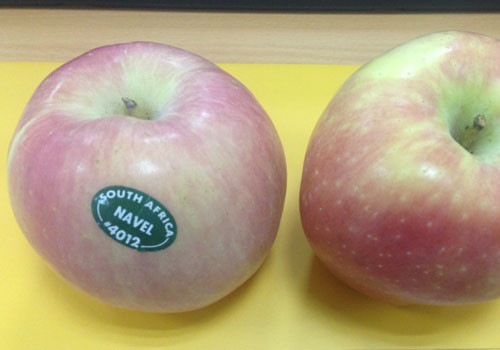 Táo Trung Quốc dán tem Mỹ bán đầy chợ ảnh 2