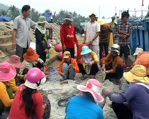 Săn hải sâm dưới đáy đại dương ảnh 1