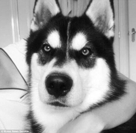 Con chó tấn công bé Maddison. Con chó tấn công bé Maddison