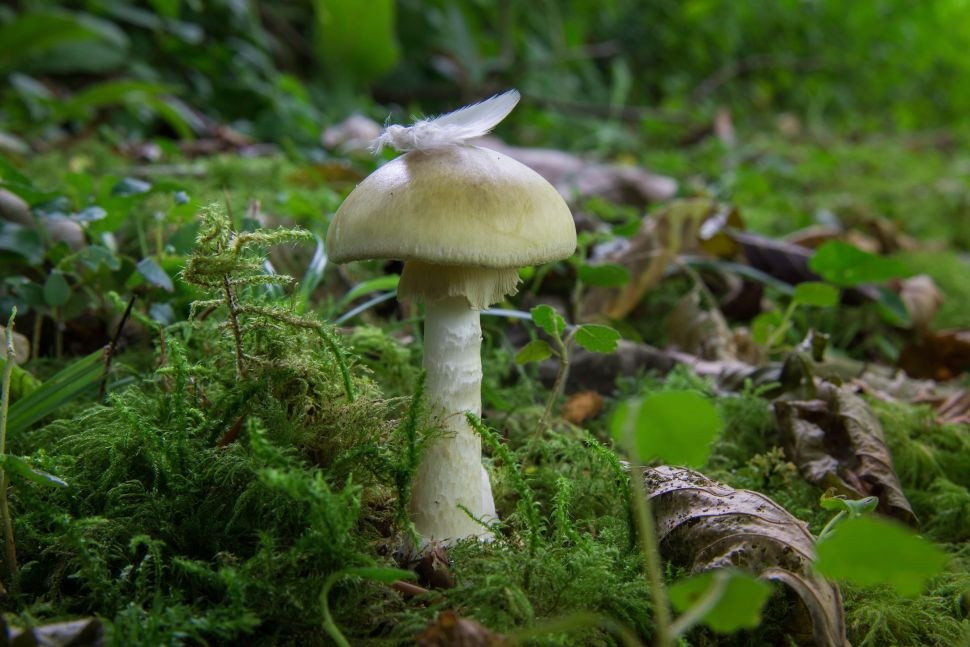 Nấm mũ tử thần (Amanita phalloides) là một loại nấm xâm lấn có độc tố amatoxin gây tử vong chiếm hơn 90% số ca tử vong do nấm trên toàn thế giới Nấm mũ tử thần (Amanita phalloides) là một loại nấm xâm lấn có độc tố amatoxin gây tử vong chiếm hơn 90% số ca tử vong do nấm trên toàn thế giới