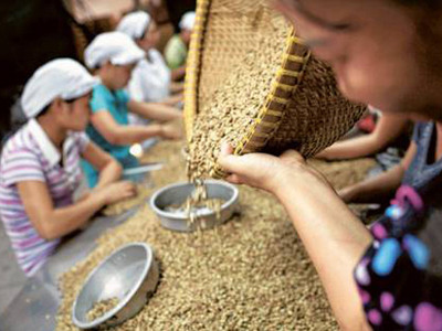 Nhiều doanh nghiệp cà phê cần vốn chuẩn bị cho kỳ sản xuất tới nhưng rất khó tiếp cận được vốn ngân hàng dù lãi suất huy động vừa giảm thêm 1%. Ảnh: Bloomberg