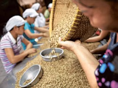 Nhiều doanh nghiệp cà phê cần vốn chuẩn bị cho kỳ sản xuất tới nhưng rất khó tiếp cận được vốn ngân hàng dù lãi suất huy động vừa giảm thêm 1%. Ảnh: Bloomberg