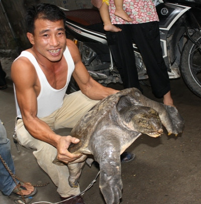 Con ba ba khổng lồ có tên trong sách Đỏ đã được bán 180 triệu đồng cho một thương lái Trung Quốc. Con ba ba khổng lồ có tên trong sách Đỏ đã được bán 180 triệu đồng cho một thương lái Trung Quốc