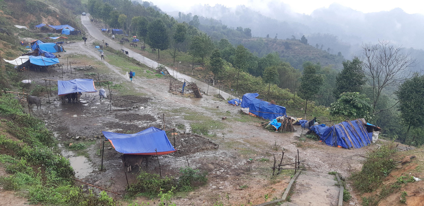 Người dân Sapa đồng loạt đưa trâu, bò đến nơi thấp hơn để dựng lều trại chống rét