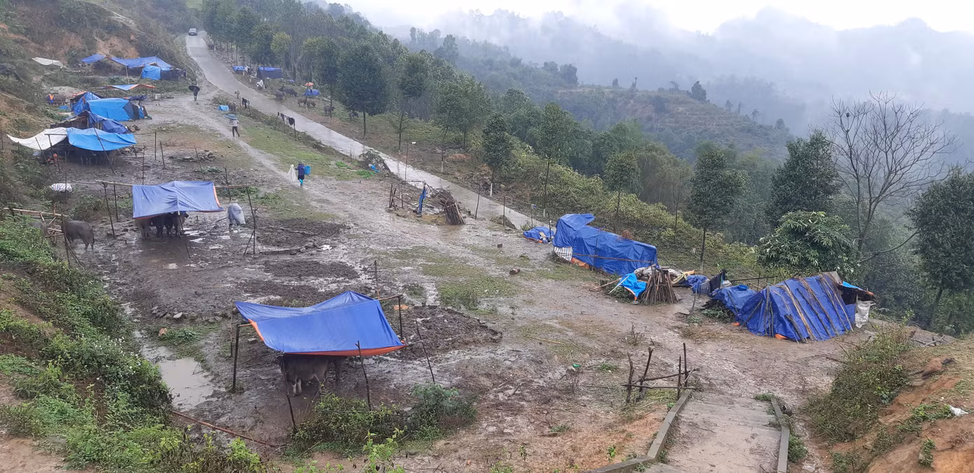 Người dân Sapa đồng loạt đưa trâu, bò đến nơi thấp hơn để dựng lều trại chống rét