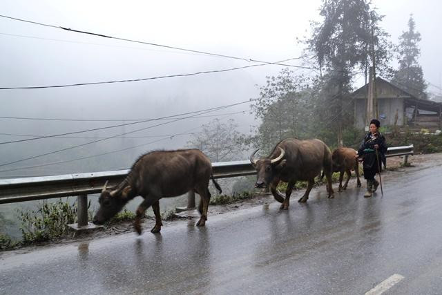 Người dân Sapa đưa trâu đi tránh rét mỗi khi có đợt có rét đậm, rét hại