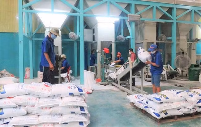 Theo các doanh nghiệp, giá gạo xuất khẩu trên thị trường thế giới đang tăng nhanh và có thể tăng thêm trong thời gian tới. Theo các doanh nghiệp, giá gạo xuất khẩu trên thị trường thế giới đang tăng nhanh và có thể tăng thêm trong thời gian tới.