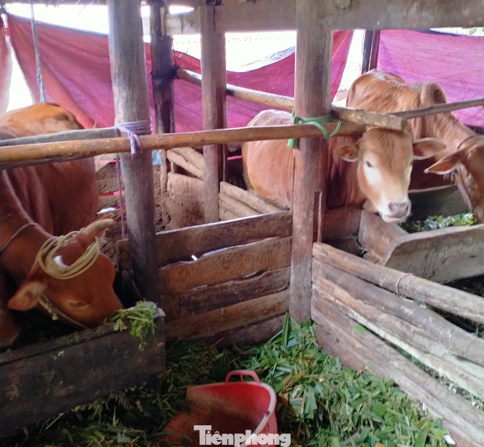 Người dân Hố Quáng Phìn (Đồng Văn, Hà Giang) chuẩn bị cỏ cho bò trong mấy ngày rét đậm, rét hại