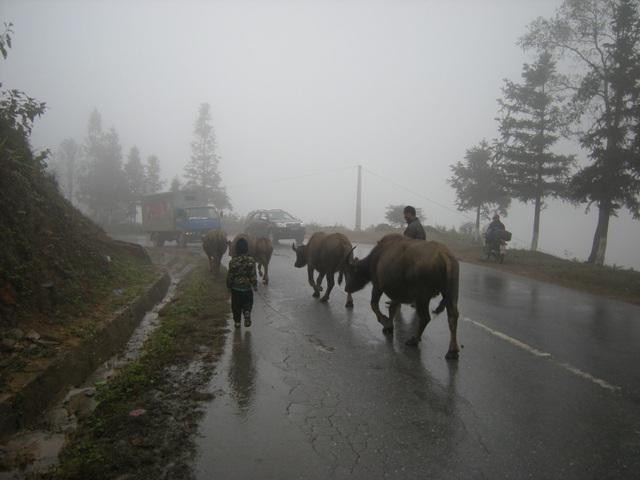 Tại các tỉnh vùng núi phía Bắc, không khó để bắt gặp hình ảnh người dân dắt trâu xuống núi