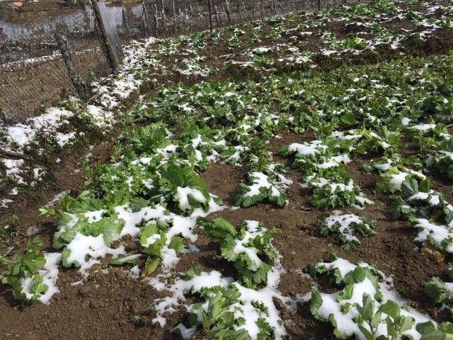 Tại những nơi rau bị đóng băng, người dân Sapa lắp đặt lấy vòi nước tưới tránh hư hại