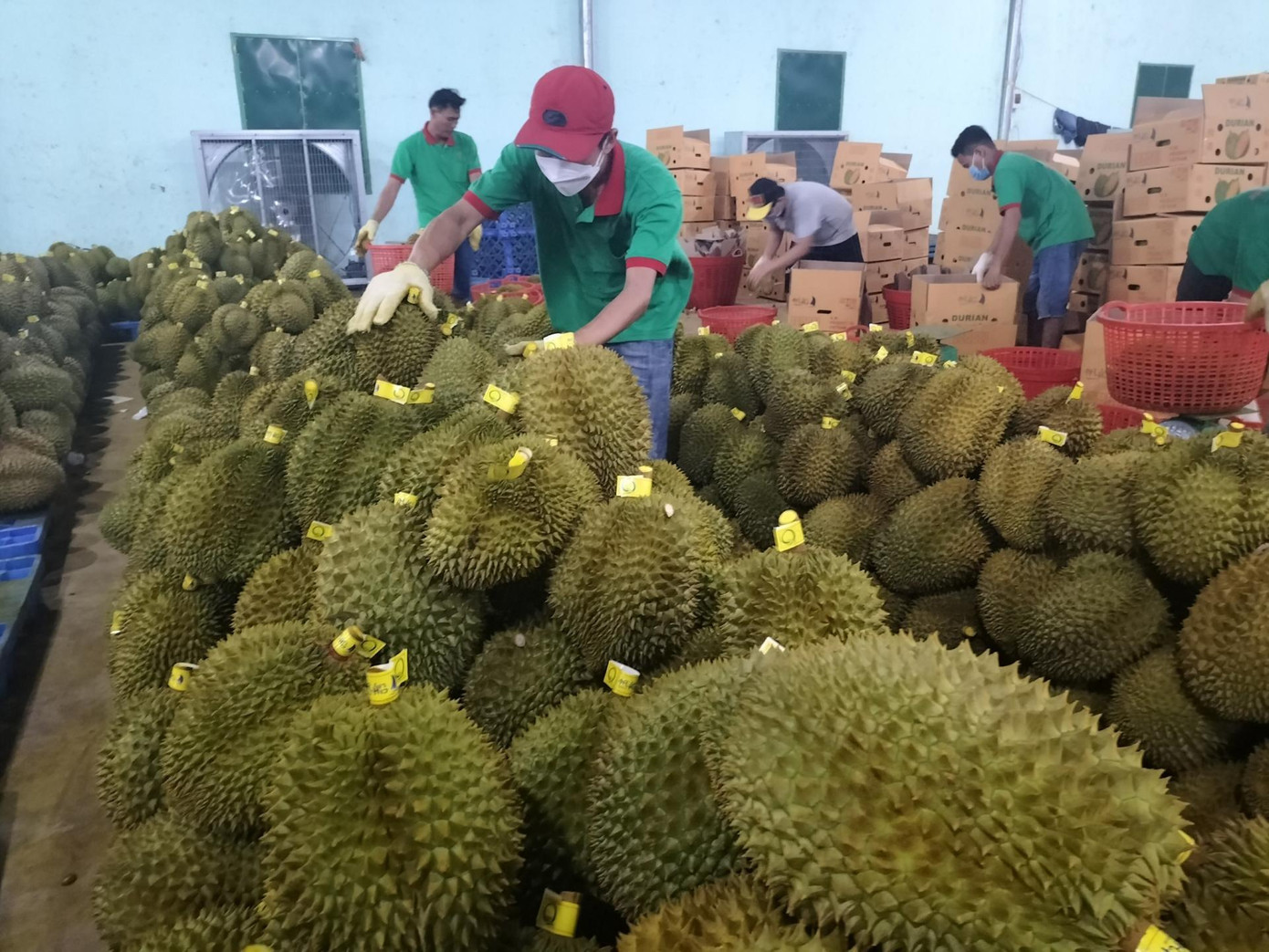 Theo các doanh nghiệp, cơ quan chức năng cần xử lý nghiêm những đơn vị giả mạo vùng trồng sầu riêng xuất sang Trung Quốc