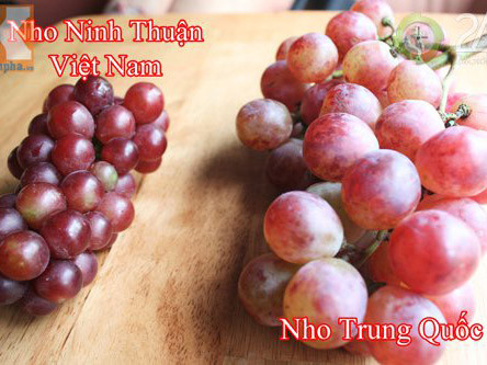 Hình ảnh phân biệt chùm nho Ninh Thuận Việt Nam (bên trái) - Nho Trung Quốc (bên phải)