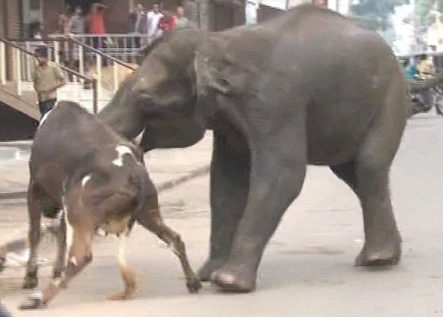 một con bò cũng bị húc không thương tiếc