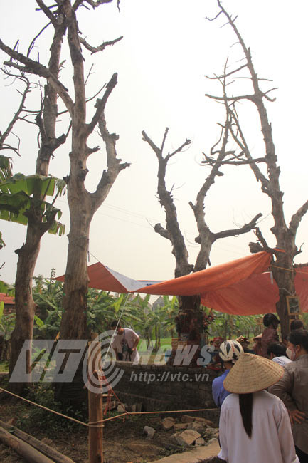 Những cây đại cảnh trồng gần 