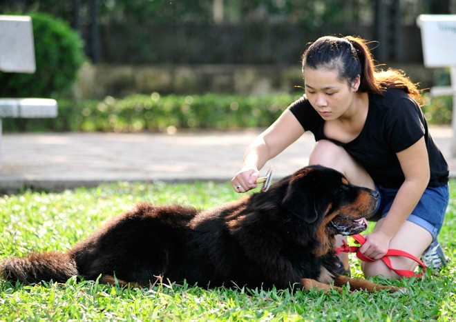 Linh cho biết, sau 5 đến 6 tiếng ngủ đêm, chúng thường thích được nằm dưới ánh nắng sớm mai và không khí trong lành 