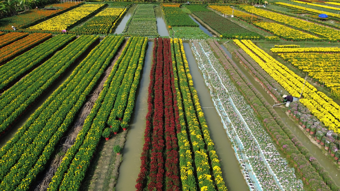 Làng hoa Mỹ Phong rực rỡ sắc màu những ngày cận tết.