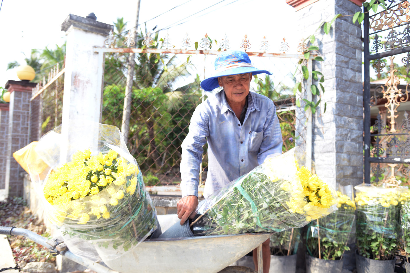 Những ngày này, nhà vườn trồng hoa tết tại Làng hoa Mỹ Phong lại tất bật với việc vận chuyển hoa tết để giao cho thương lái.