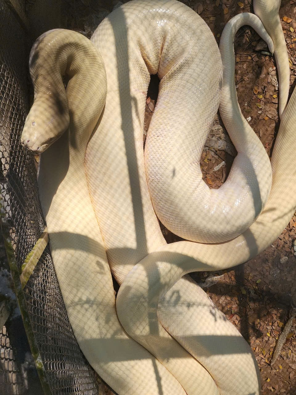 Cận cảnh cá thể trăn bạch tạng khổng lồ, Cận cảnh cá thể trăn bạch tạng khổng lồ,