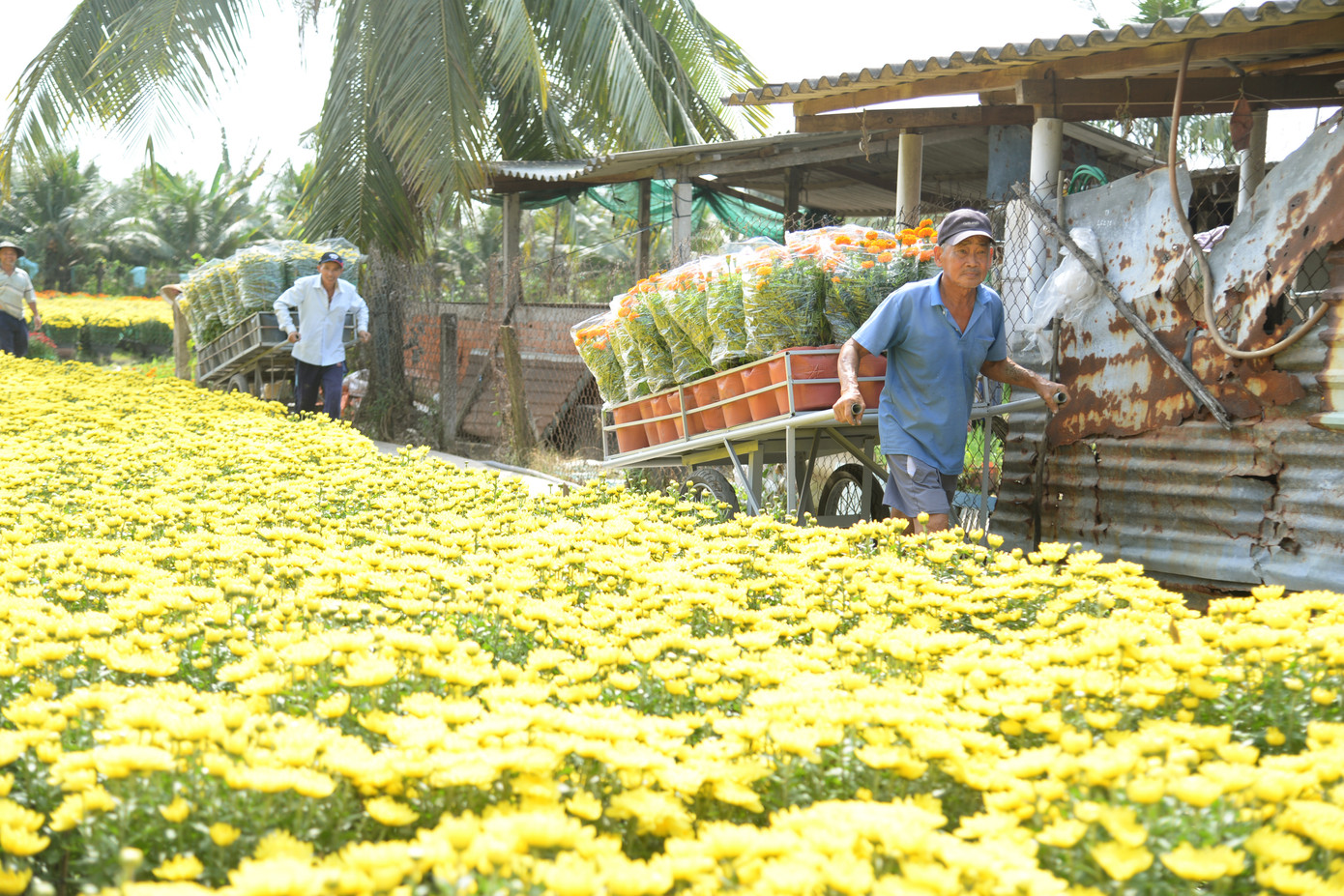 Đến thời điểm này, nhiều nhà vườn tại Làng hoa Mỹ Phong đã bán hết hoa cho thương lái, chỉ chờ xe đến lấy. Năm nay, dù giá bán hoa tương đương năm trước nhưng nhà vườn vẫn có lãi khá.