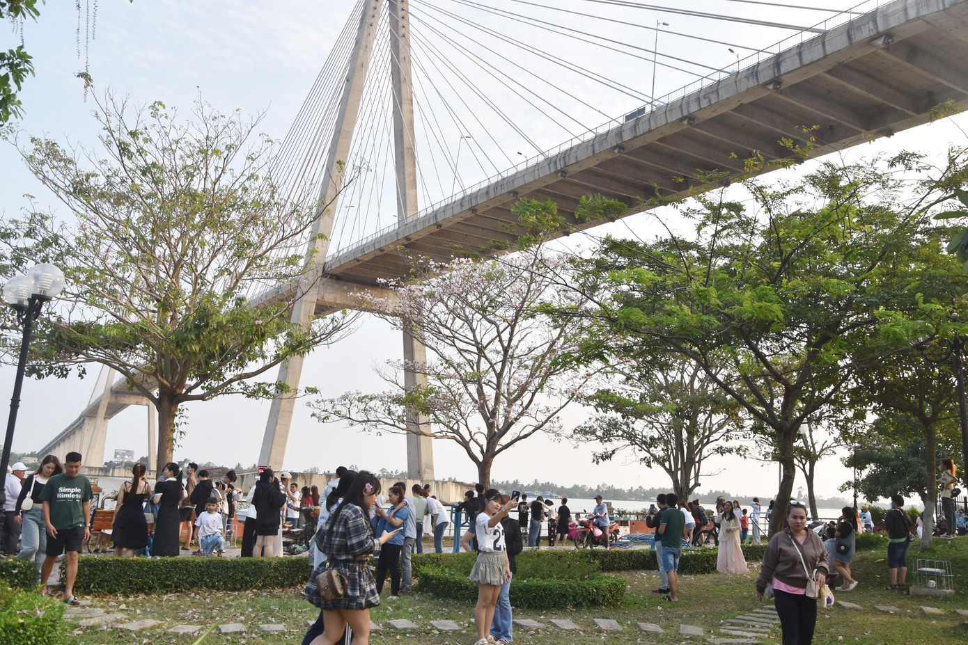 Rất đông người dân tìm đến hàng hoa kèn hồng để chụp ảnh.