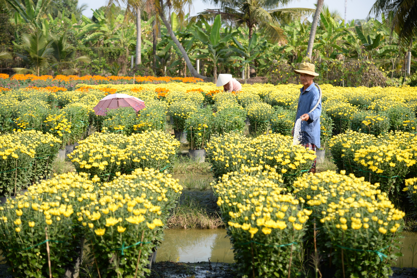 Trồng hoa tết đã trở thành nghề truyền thống của người dân tại Làng hoa Mỹ Phong, giúp mang lại thu nhập ổn định cho người dân. Các loại hoa tết được người dân tại Làng hoa Mỹ Phong trồng chủ yếu là cúc Mâm xôi, cúc Hà Lan, cúc vàng hòe, cát tường, vạn thọ…