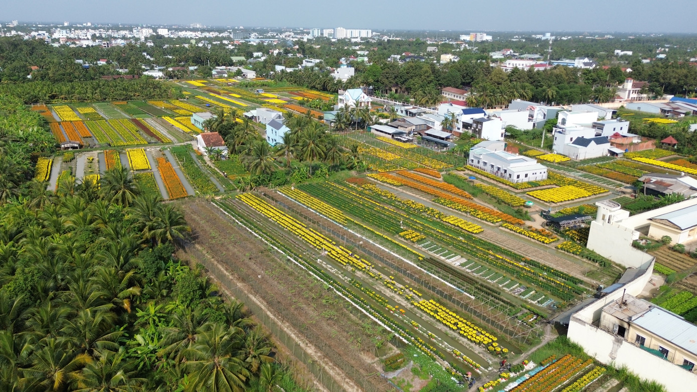Vụ hoa tết năm 2025, người dân trên địa bàn TP. Mỹ Tho xuống giống khoảng 730.000 giỏ hoa các loại. Trong đó, chỉ riêng Làng hoa Mỹ Phong đã xuống giống khoảng 500.000 giỏ hoa.