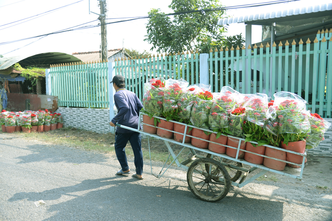 Từ tờ mờ sáng, những phu xe đã tất bật với việc vận chuyển hoa tết.