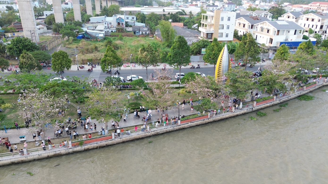 Hàng hoa kèn hồng nhìn từ trên cao.