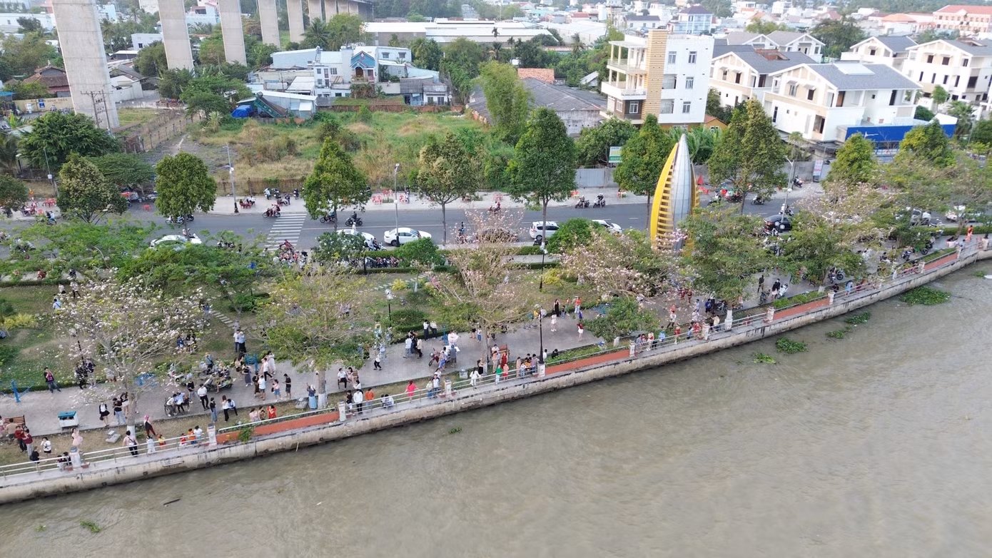Hàng hoa kèn hồng nhìn từ trên cao.