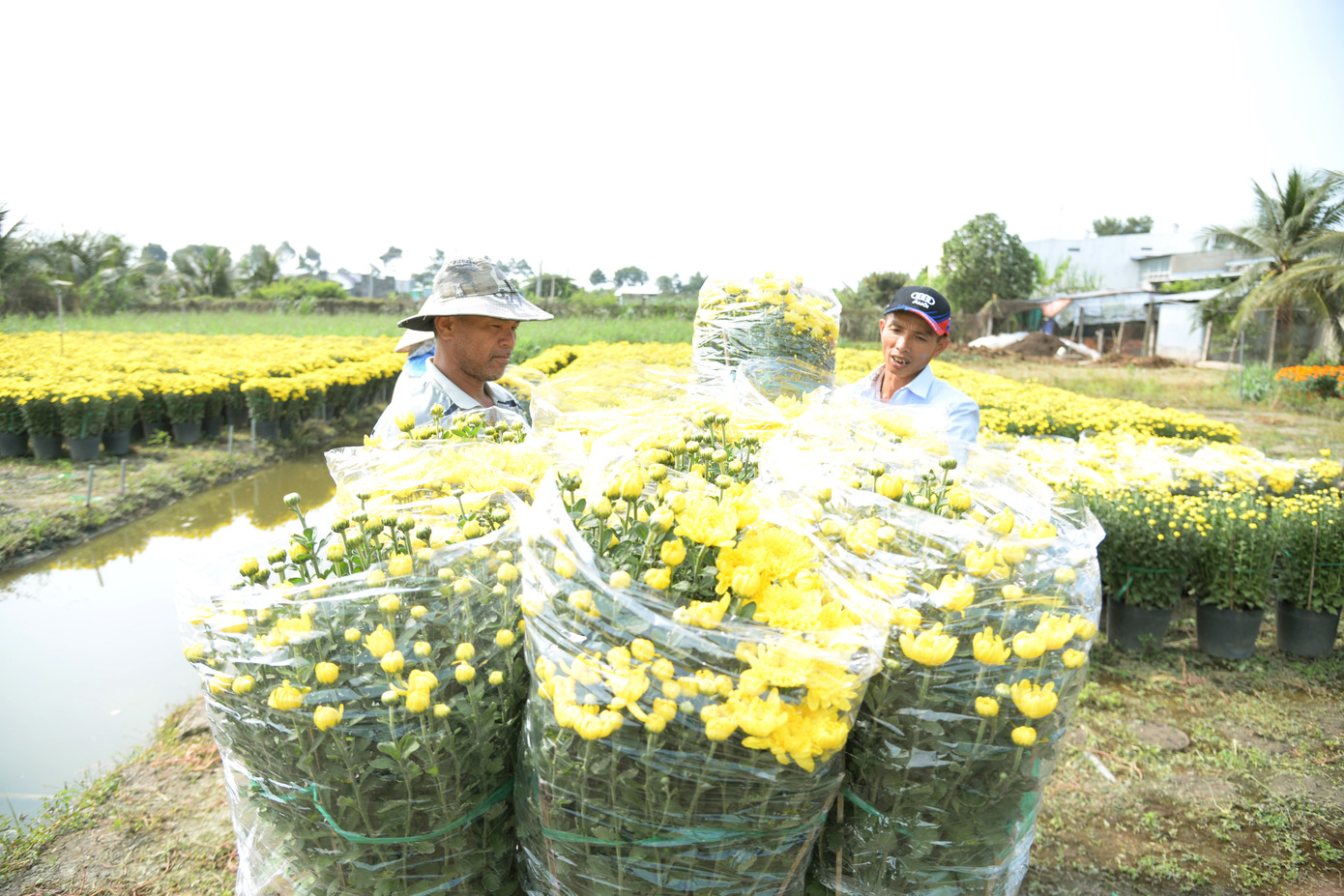Năm nay, hoa tết nở đúng dịp tết và tình hình tiêu thụ khả quan nên nhà vườn rất phấn khởi.