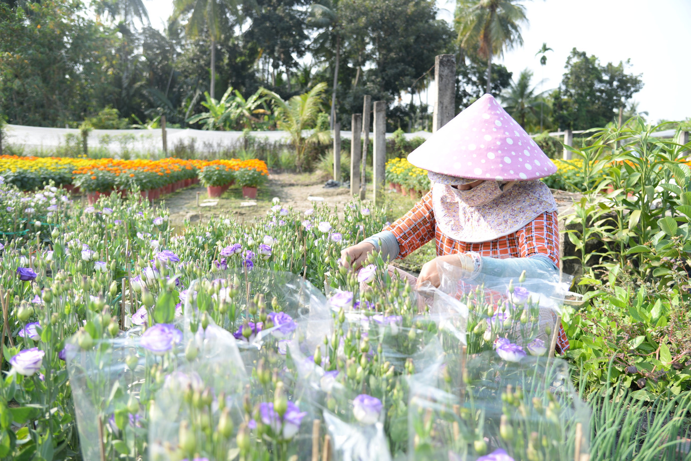 Để trồng được những chậu hoa đẹp, hầu như ngày nào nông dân cũng phải có mặt ở ruộng hoa để chăm sóc.