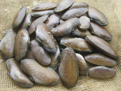 Loài hải sản nức danh từng được dùng để tiến vua. Ảnh: Hoàng Phương