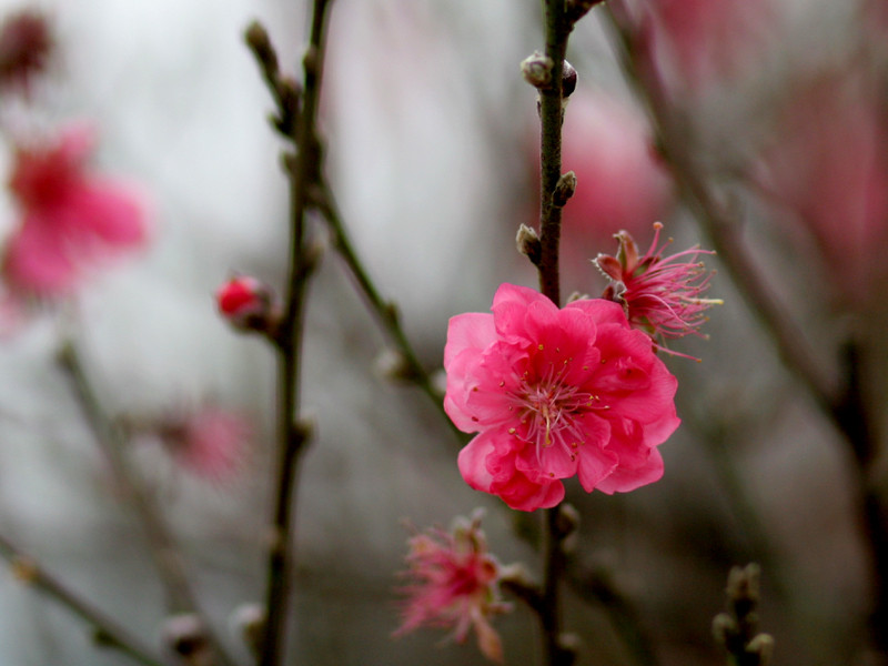 Khác với bạch mai, hoa đào gợi nên sự ấm áp, sinh khí