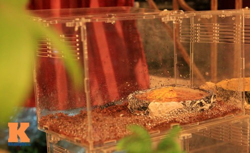 Ếch Pacman có khả năng thích nghi khá cao. 