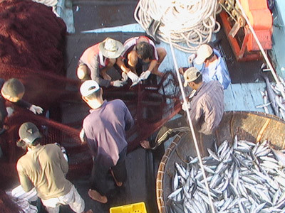 Mẻ các nục đánh bắt ở bãi đá ngầm Mác Lê Phiên - đông nam Hoàng Sa