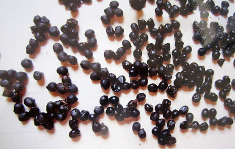 Những hạt đen kỳ lạ được tìm thấy trong quan tài - Ảnh chụp lại từ tư liệu của PGS.TS. Phạm Đức Mạnh