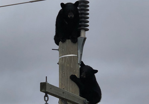 Cặp gấu đen ngủ quên trên cột điện cao 14 mét ảnh 1