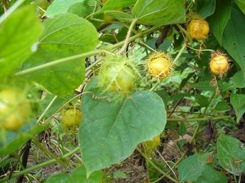 TOP 5 cách chữa mất ngủ từ thảo dược cực kì hiệu quả ảnh 4