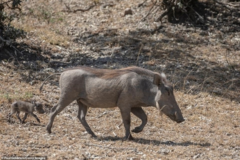 Lợn rừng quyết chiến vẫn bị báo non bắt hết con ảnh 3