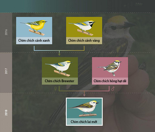 Chim chích cực hiếm là con lai giữa ba loài ở Mỹ ảnh 1