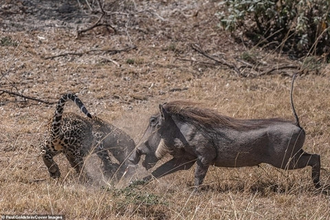 Lợn rừng quyết chiến vẫn bị báo non bắt hết con ảnh 1