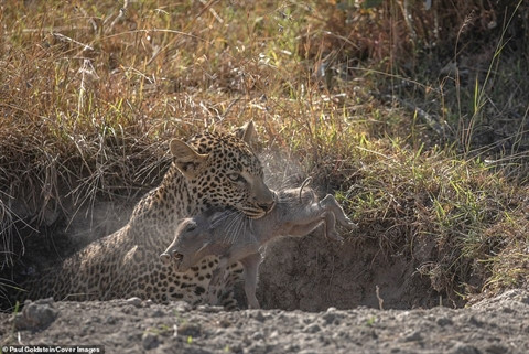 Lợn rừng quyết chiến vẫn bị báo non bắt hết con ảnh 4