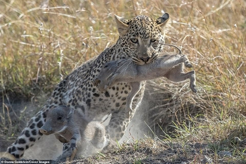 Lợn rừng quyết chiến vẫn bị báo non bắt hết con ảnh 2